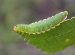 Arge dimidiata